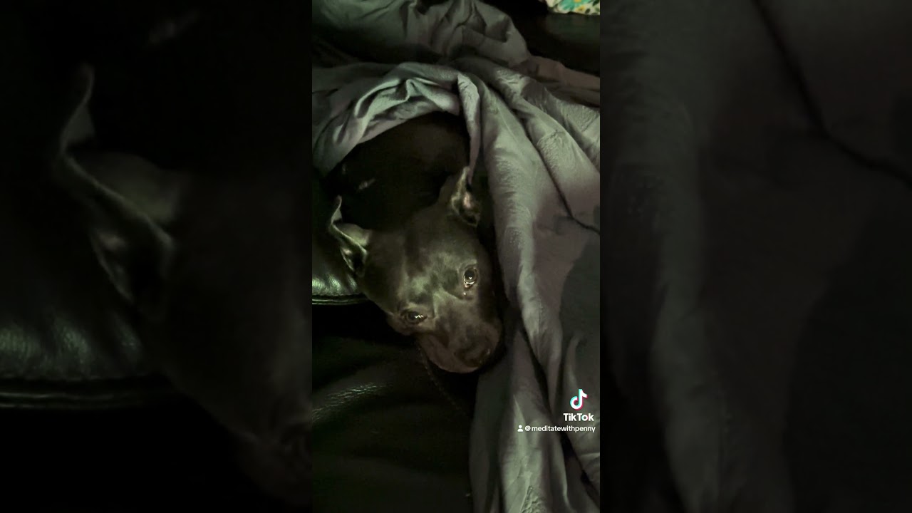 Look at you and kiss your face #dogshorts #dog #foryou #love #penny #staffy