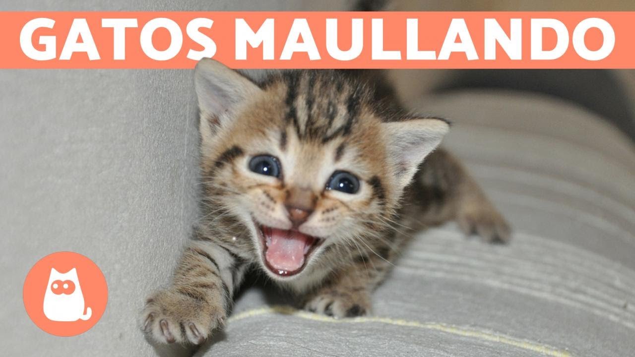 Los mejores MAULLIDOS de GATOS 🐱 ¡Gatos MAULLANDO mucho y fuerte! 🐾