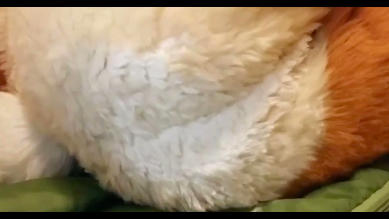 Lotus Lafawn Fart