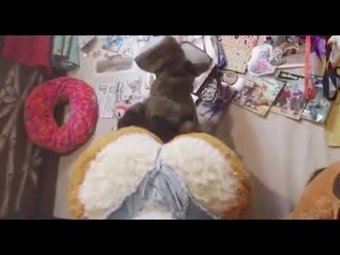 Lotus Lafawn Fart