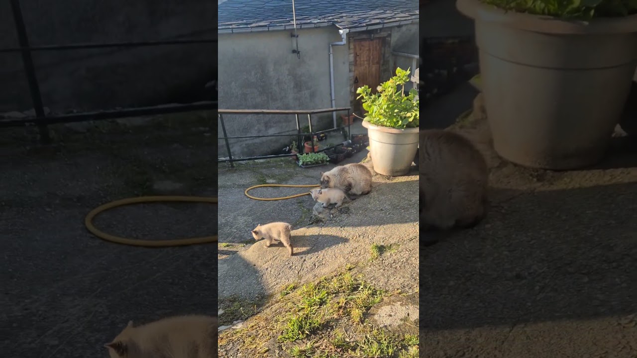 Lovely siamese kittens #nature #naturelovers #cuteanimals  #cutecat #funny #funnyshorts #funnyvideo