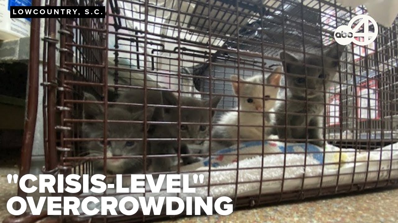 Lowcountry animal shelters face crisis-level overcrowding, offer reduced prices