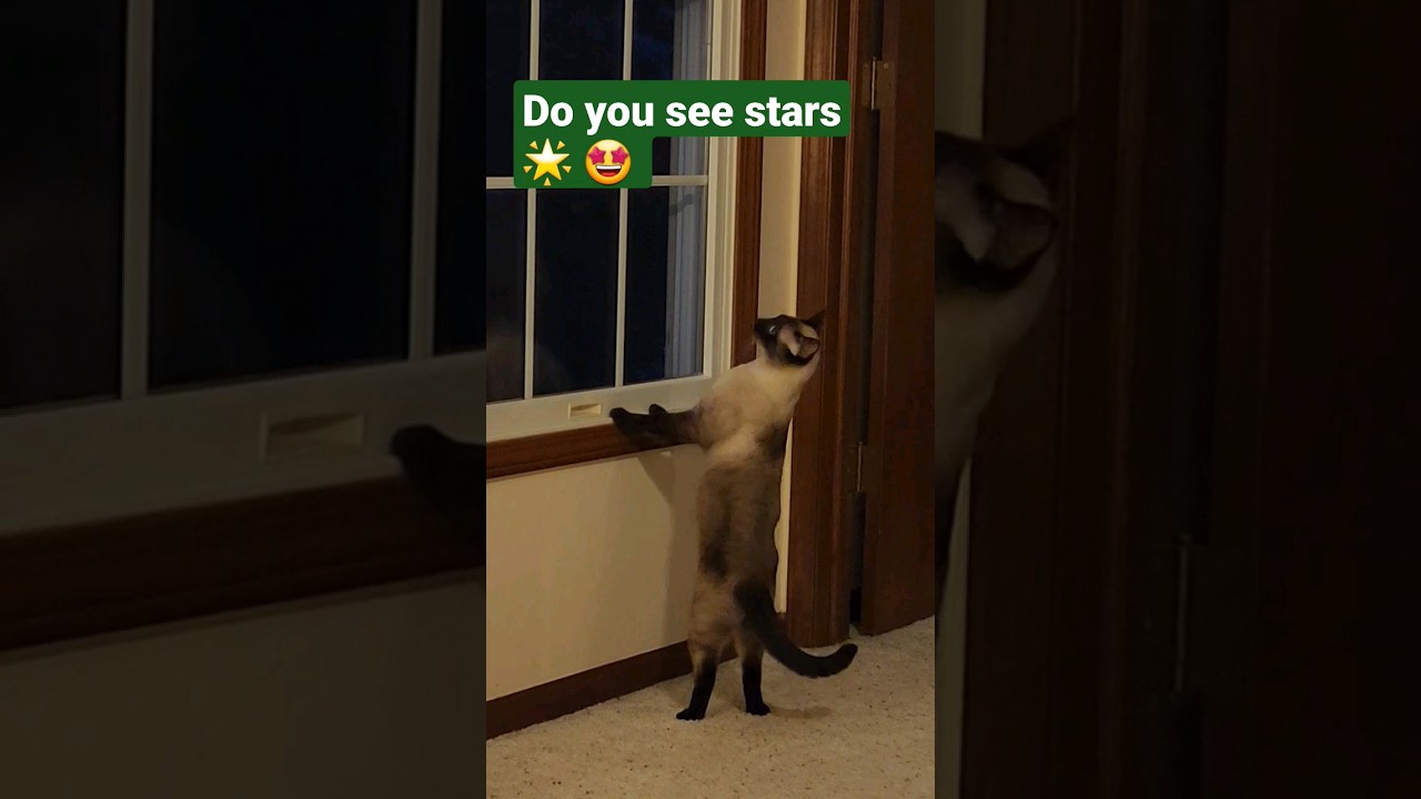 Luna Sees Stars! ⭐️🌠🐈 #shorts #cutecat #funnycats #cats #siamesecat #trending  @The3siamese ✨️🤩
