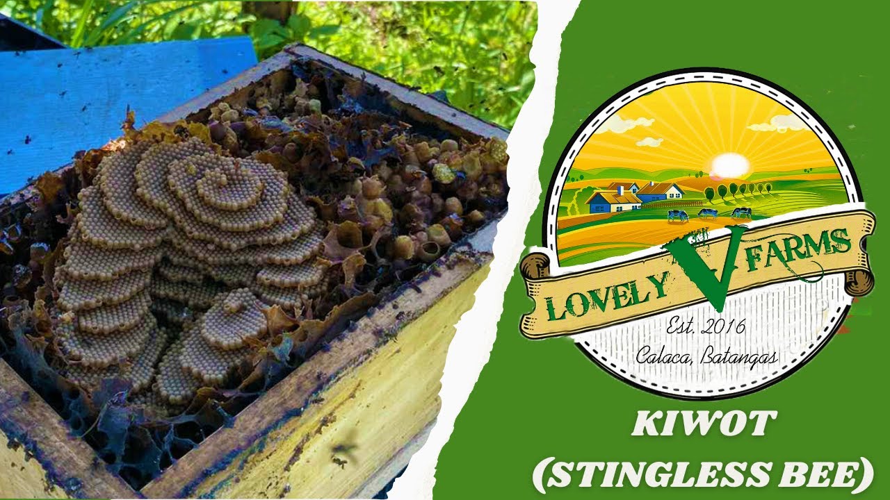 LVF EP03   KIWOT
