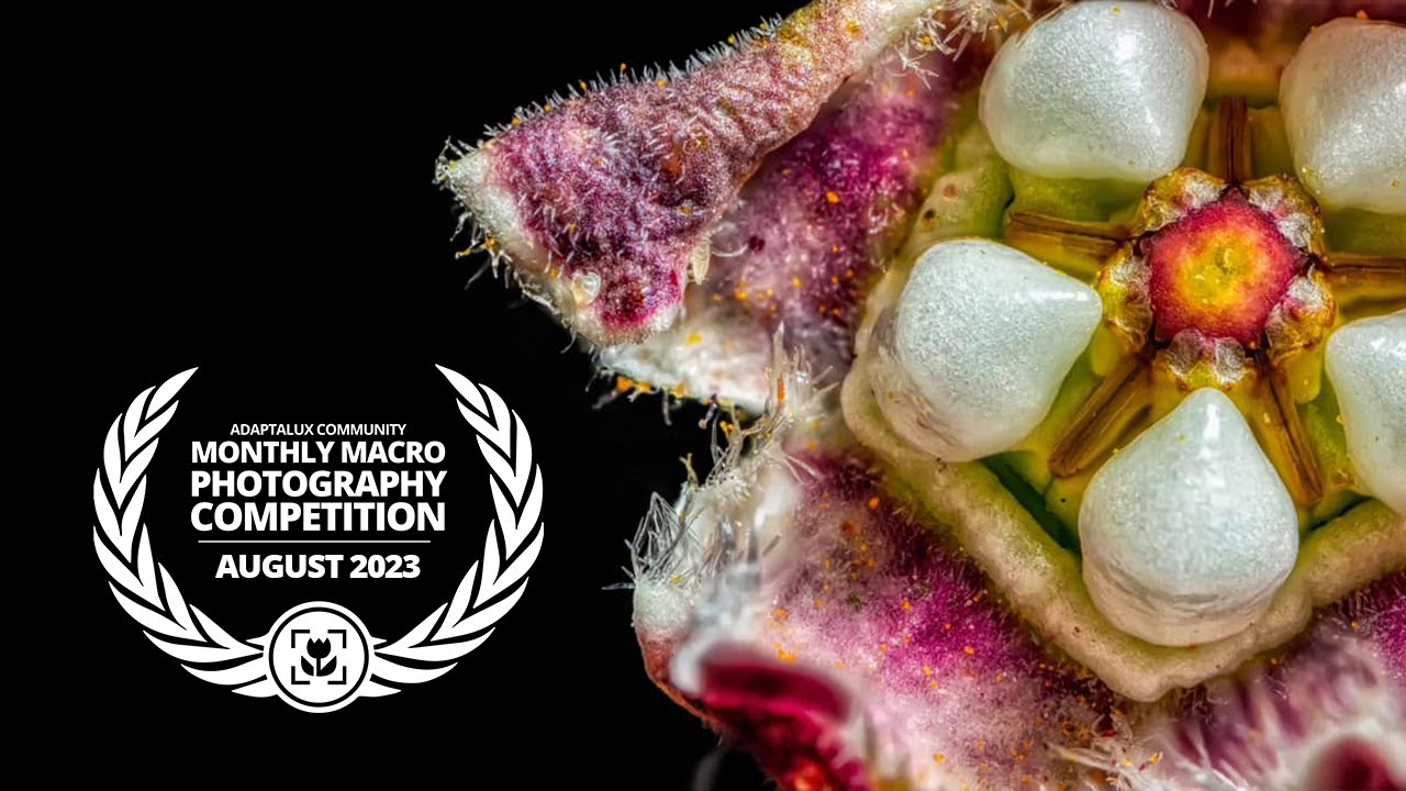 Macro Photography Competition [August 2023]