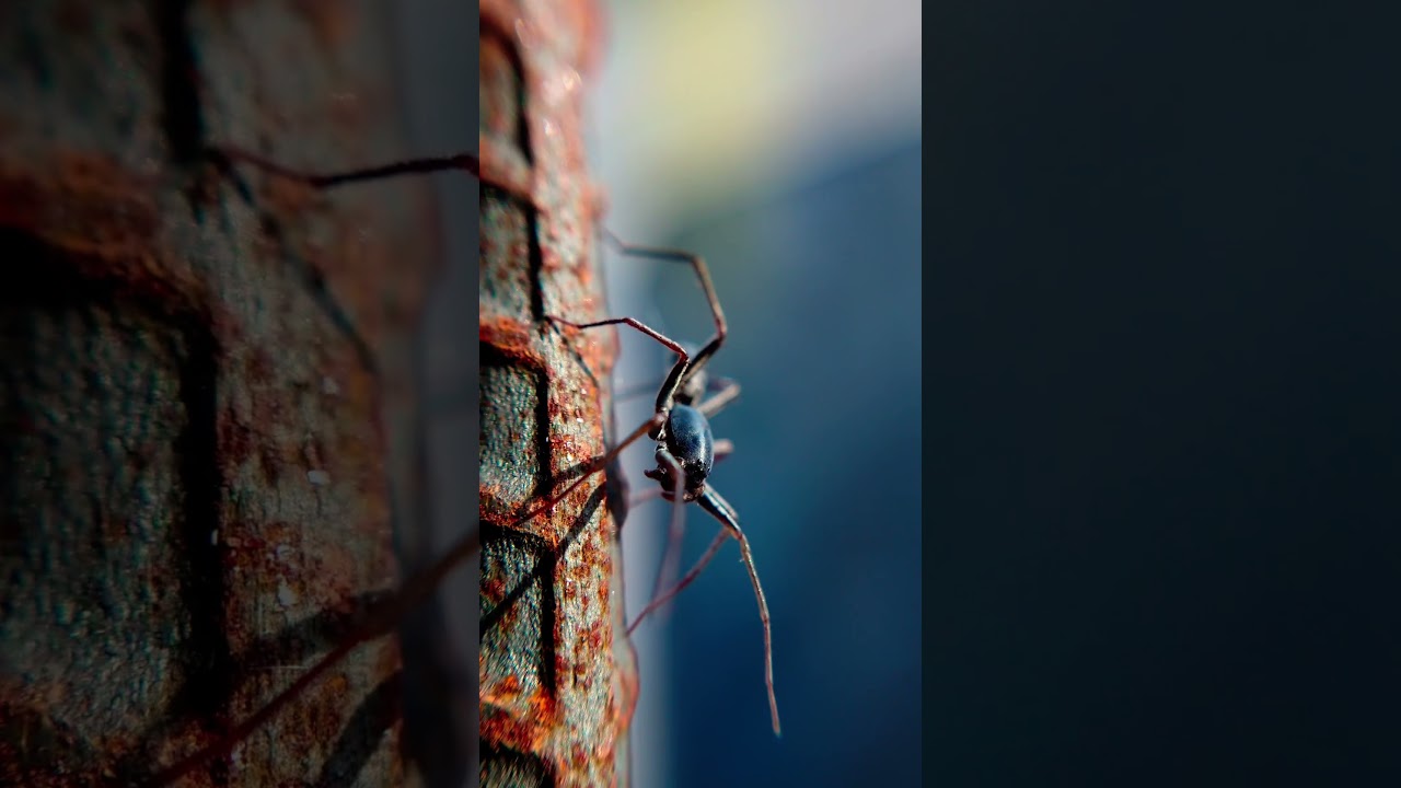 Macro photography 🕷️🕷️Sony Xperia 1 iii #trending #shorts #viralvideo #foryou
