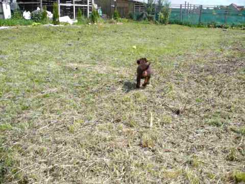 Mad Ball jagd terrier