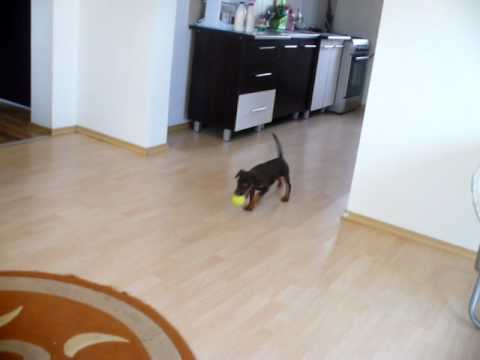 mad ball jagd terrier