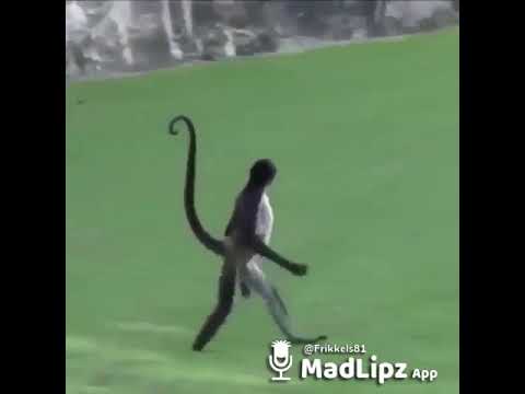 Madlipz   Lekke Afrikaans snaaks golf