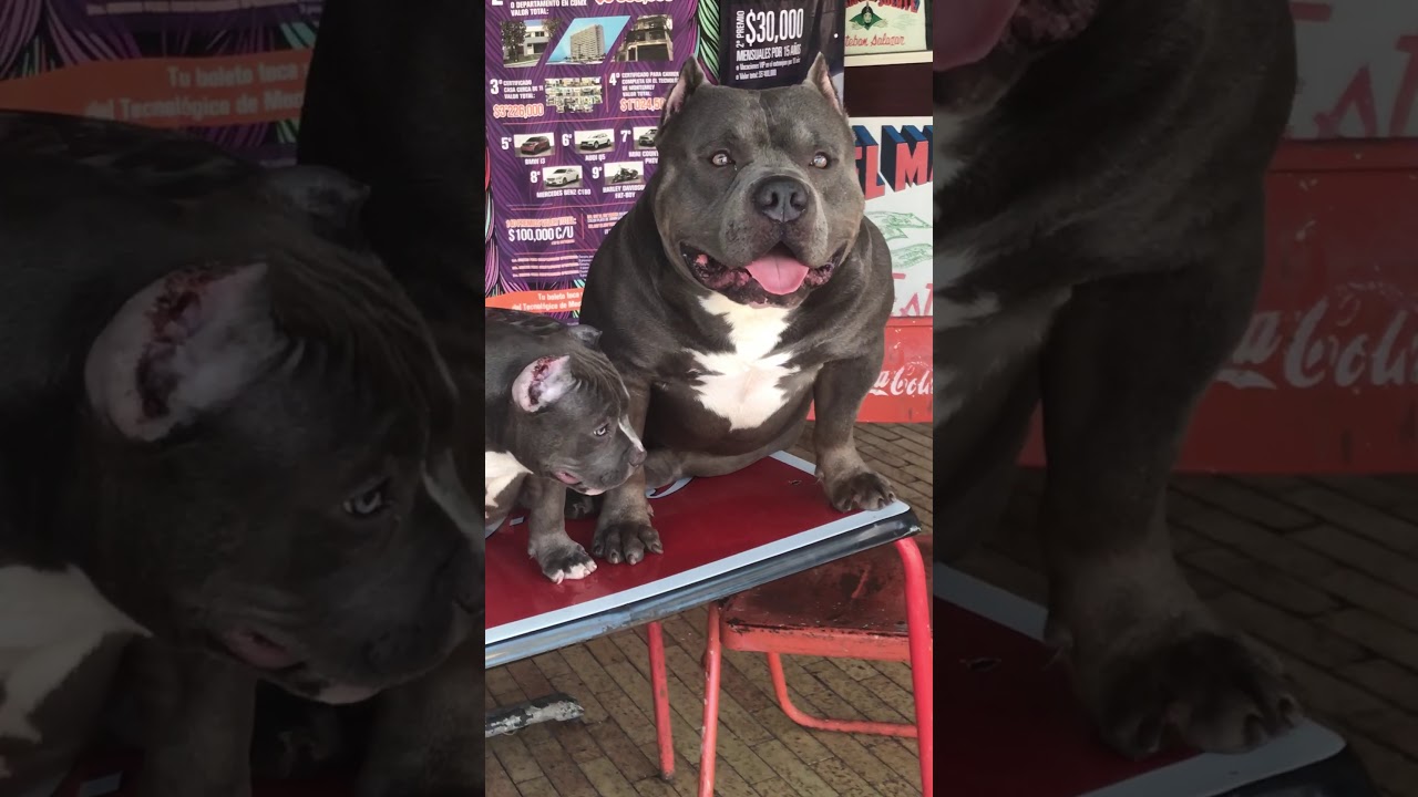 MAGO EL HERMOSO AMERICAN BULLY