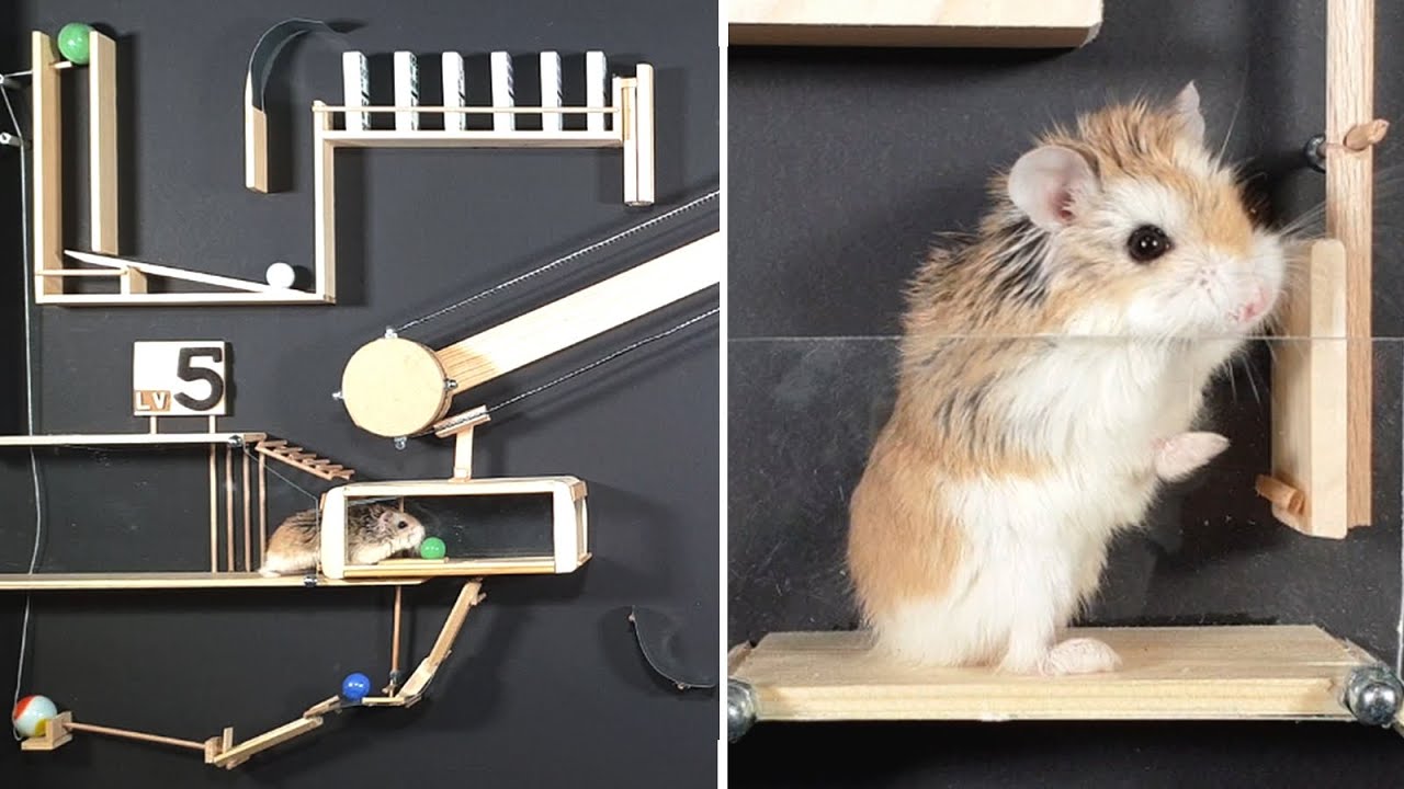 MAJOR HAMSTER vs DOMINOES & MARBLES - Amazing CHAIN REACTIONS