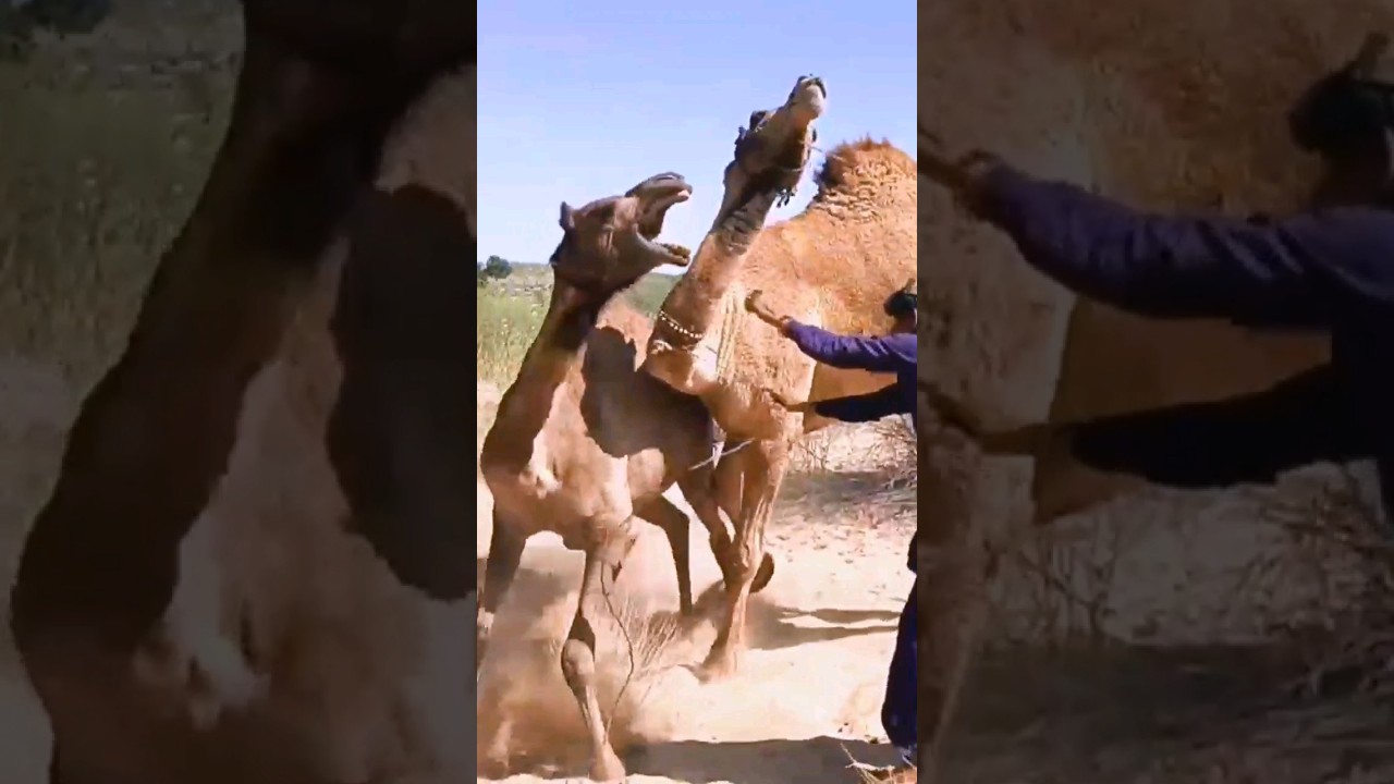 male female camels mating time attack jump fight #short