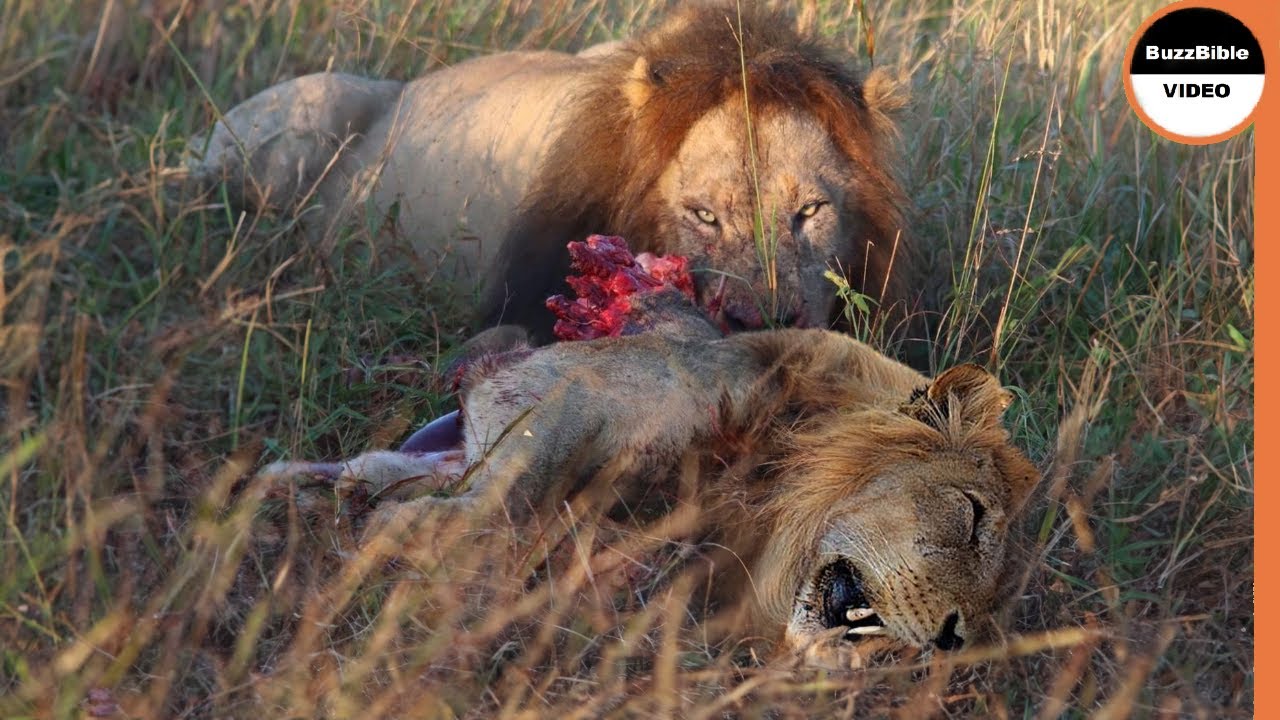 Male Lion Pays The Price For Attempting To Murder Cubs