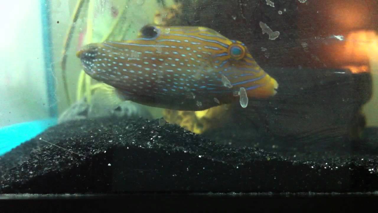 Male Papuan Toby Puffer