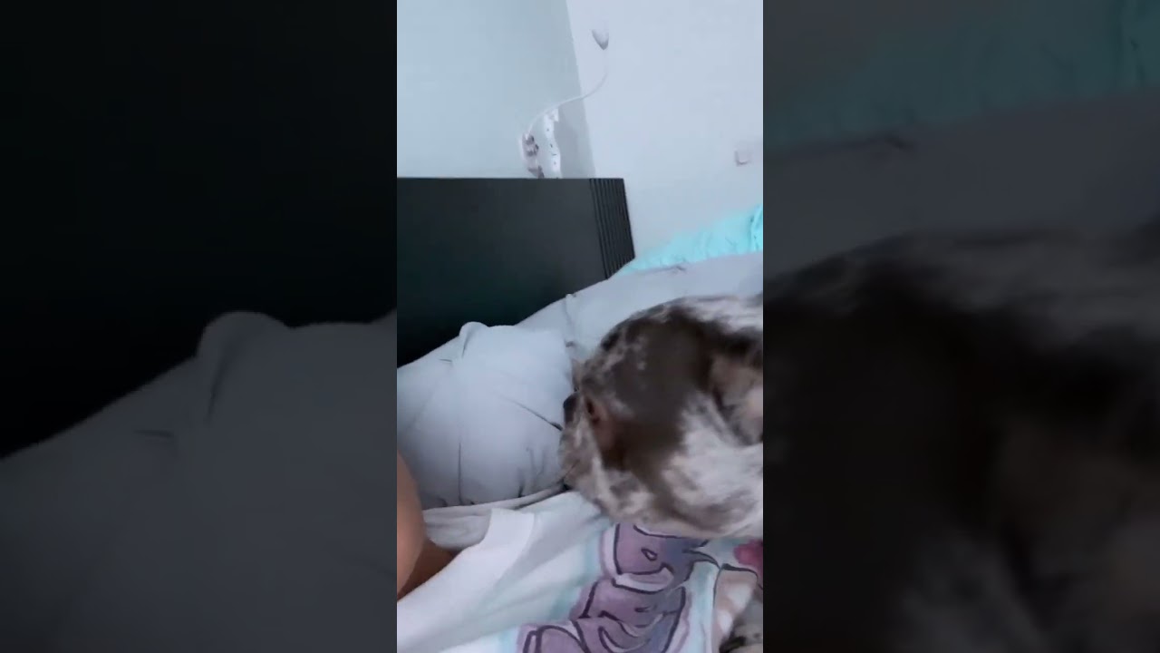 Malu Trevejo dog sing a song 🎧