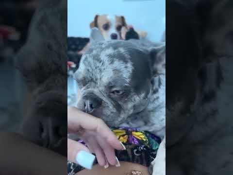 #malutrevejo #instagramstory #pets