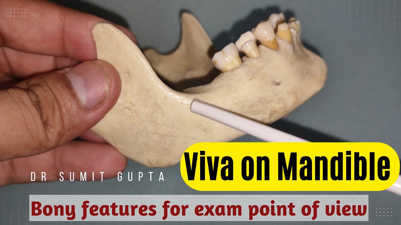 Mandible : Bony features