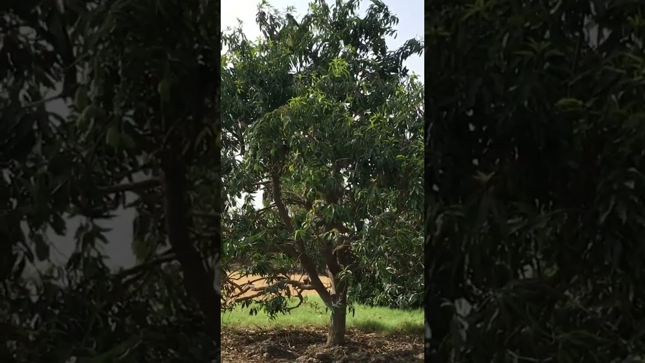 Mango 🥭 trees 🌳 #hijab #viralvideo #viralvideo #viralvideo #viralvideo#viralvideo #viralvideo#live