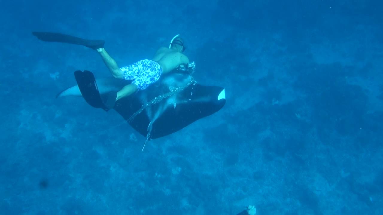 Manta Passion Expedition - Manta Rescue