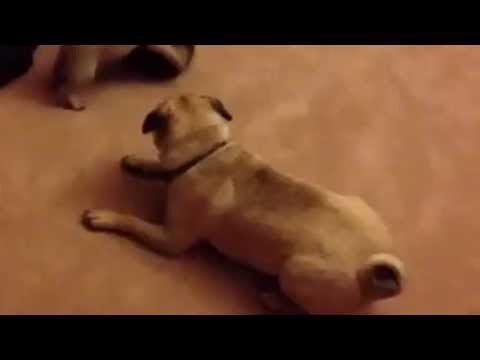 Marty and Bruce the Pugs
