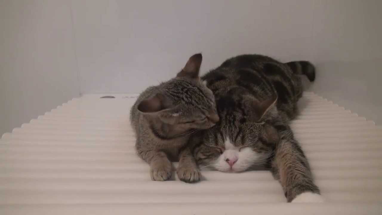 添い風呂なねこ３。-Maru and Hana are in the bathroom.-