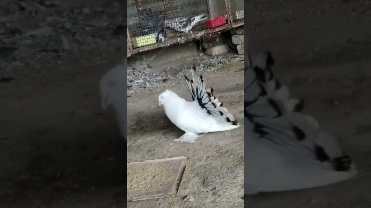 Masakali kabutar dance 😘 #shorts #pigeon #kabutar