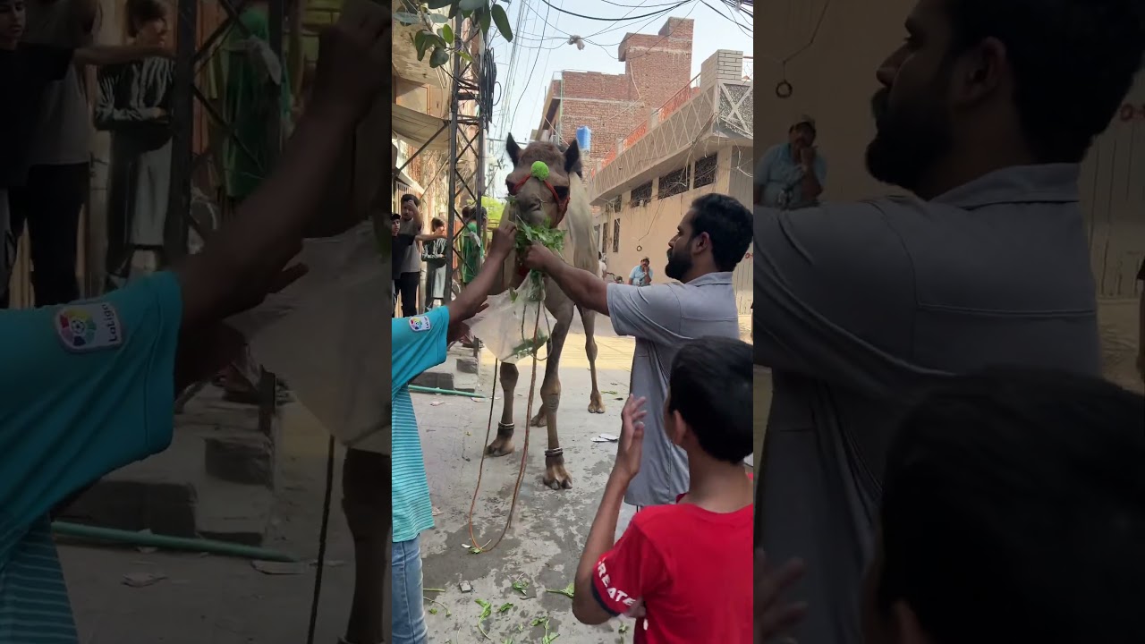 Mashallah Qurbani 2025❤️camel love with kids ❤️ #cow #eidmubarak #goat #qurbani #eid #bakraeid