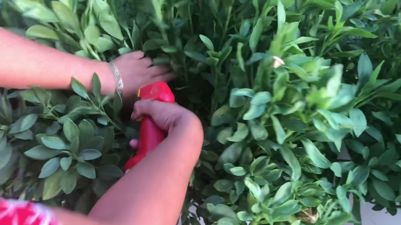 Matando Gusanos￼