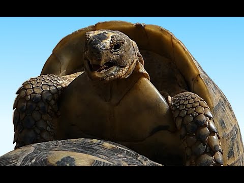Mating Tortoises