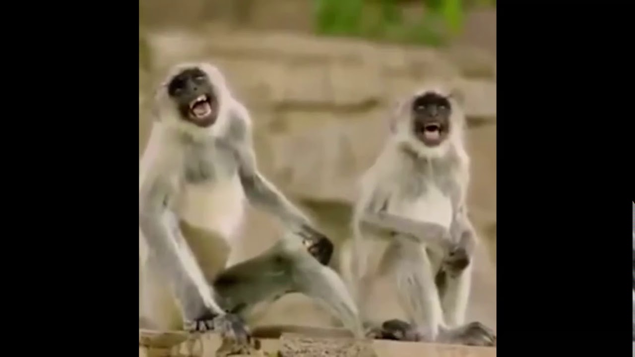Maymun 🐒 gülüşü