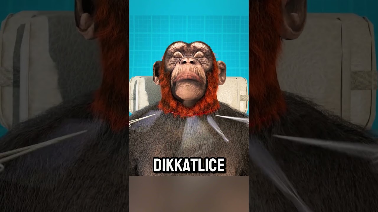 Maymuna Kafa Transplantı 🐒