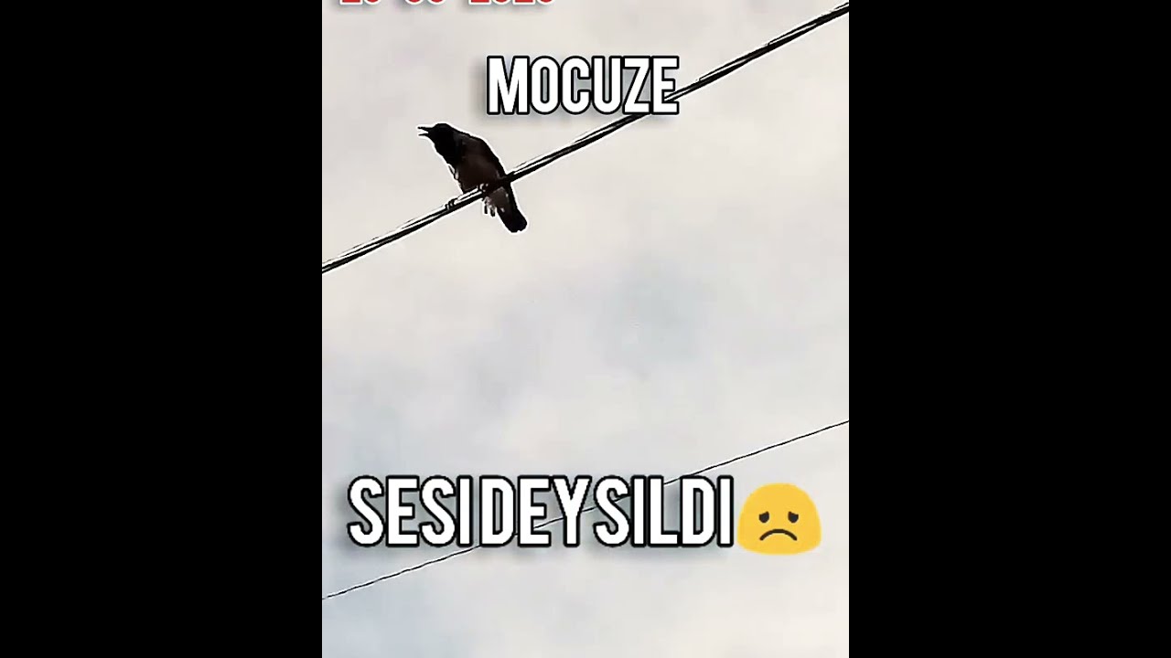 #MÖCÜZƏ #Mucize #Allah