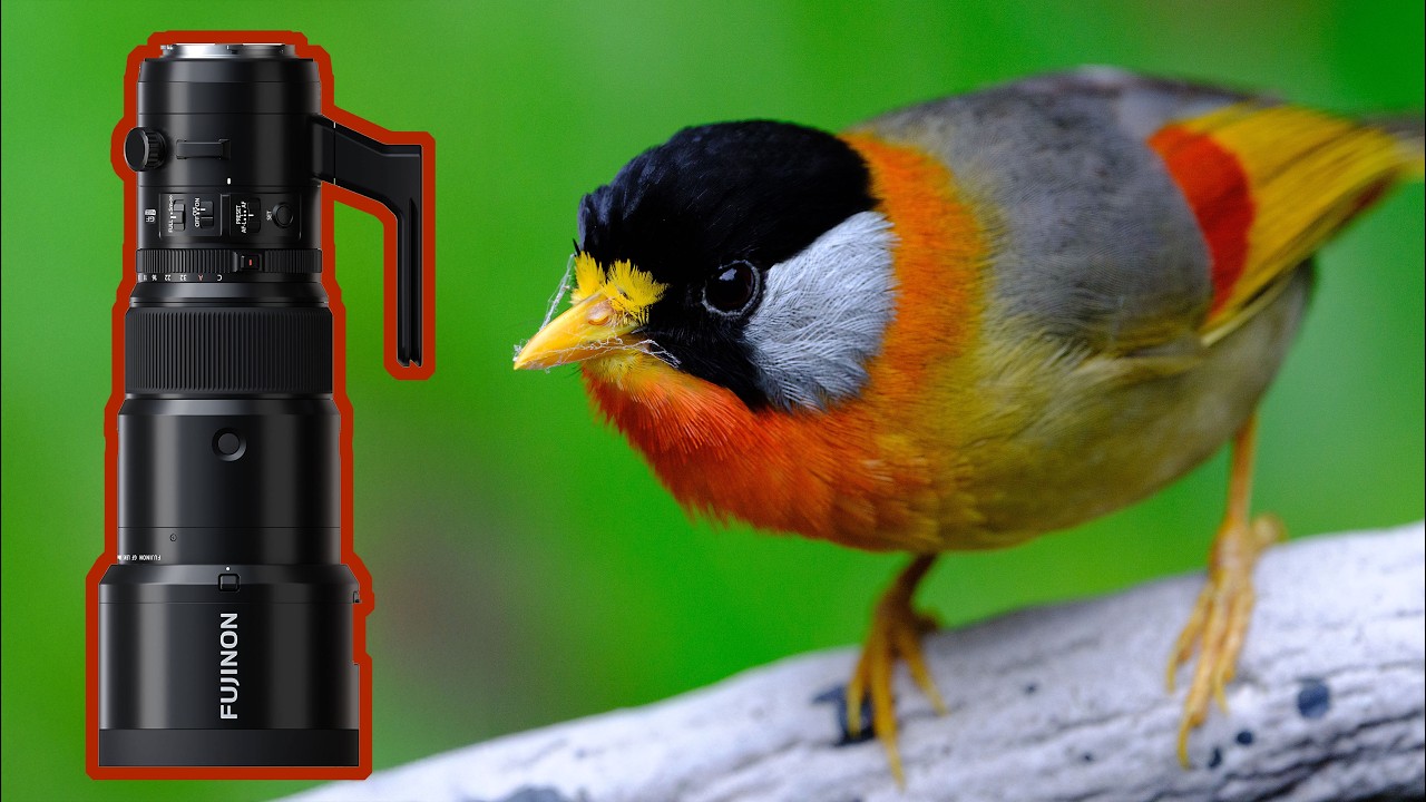 Medium Format BIRD PHOTOGRAPHY  📷  🦅 🤨