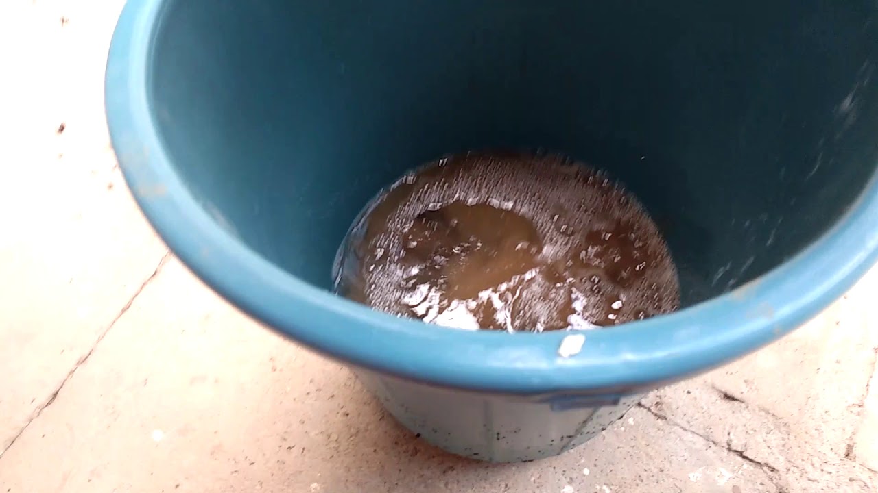 Mega amoeba