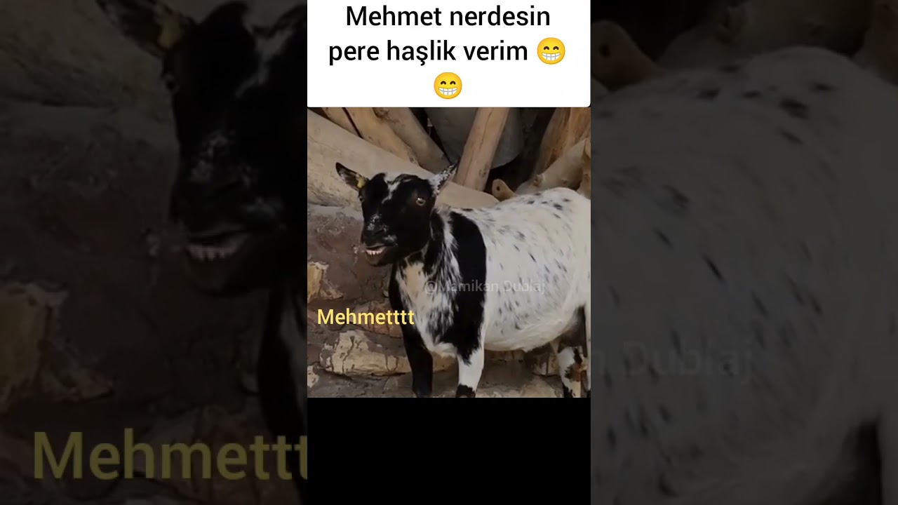 MEHMET DİYEN KOYUN #koyun #shorts