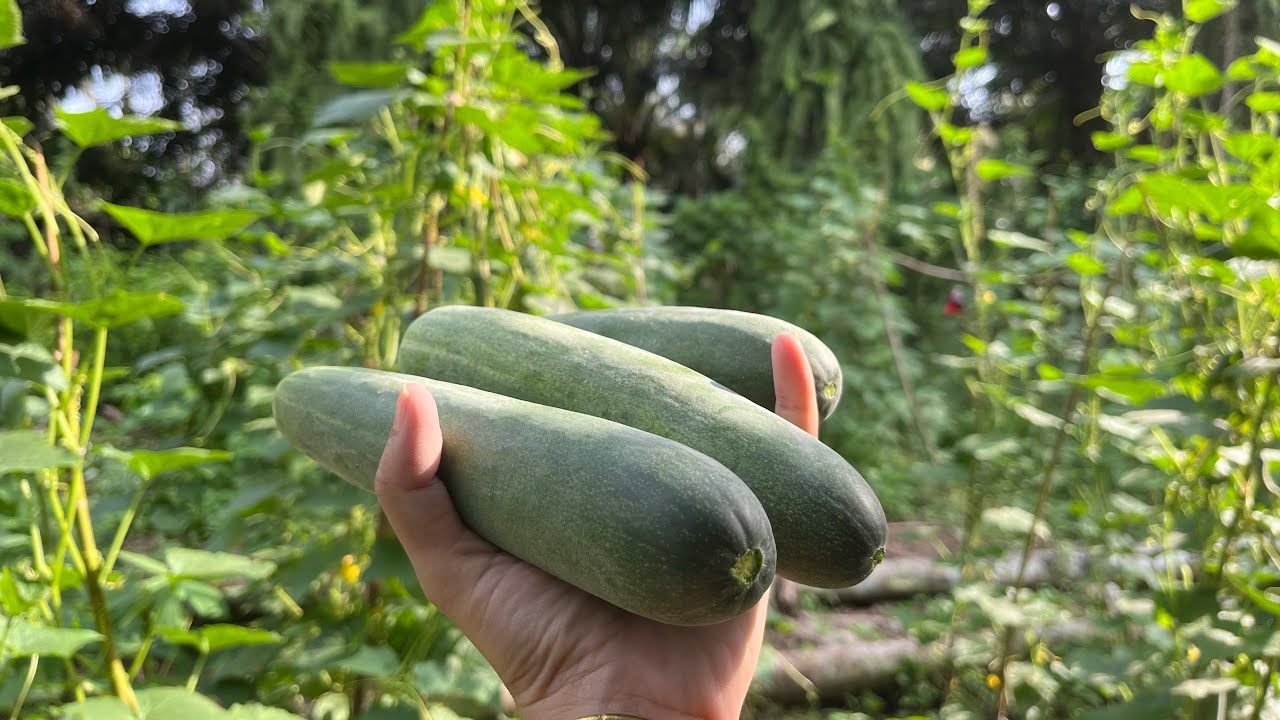 memetik timun di kebun belakang rumah