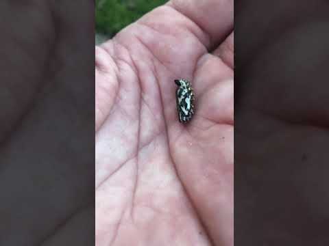 Metallic gold spiked silver chrysalis pupae larvae
