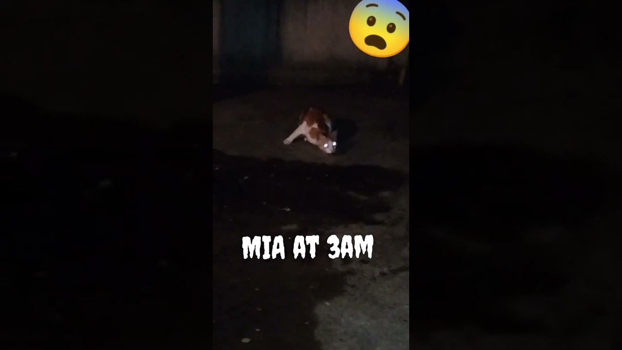 Mia at 3am #M!A TaLeS #cats #horrorstories  #shorts