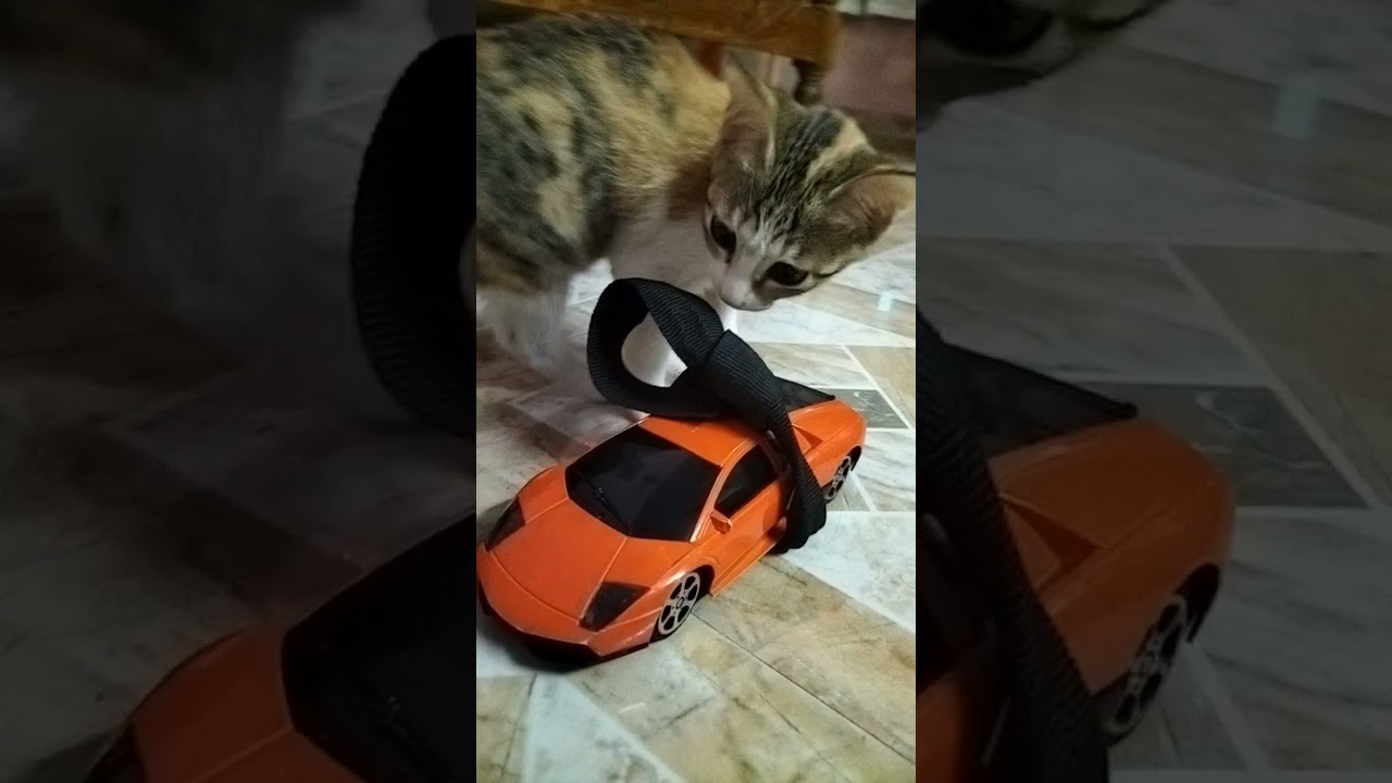 Mia's New 🧡Lamborghini 😽 #M!A TaLeS #shorts