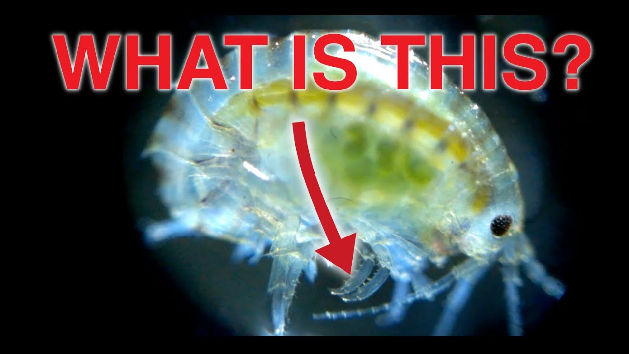 Microbiology Compilation