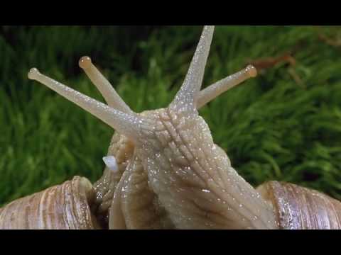 microcosmos - Snails of beauty   High Quality