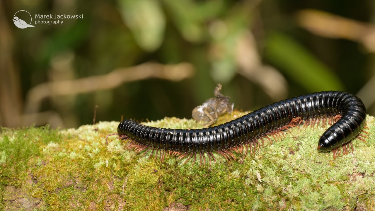 Milipedes of Madagascar