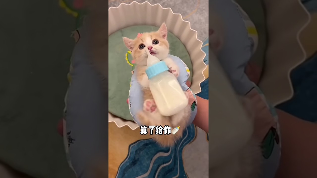 Mimi cucu 3 #funny #hewanlucu #shortvideo