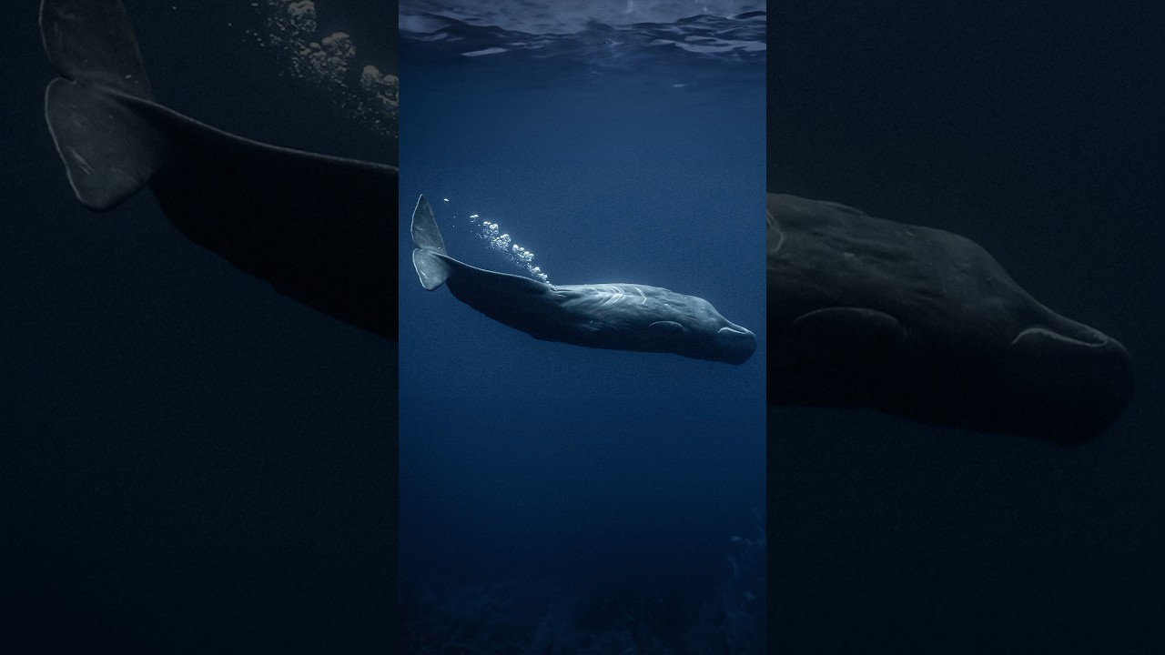 Mind-Boggling Fart Bubble | Blue Whale's Talent! 😱🐋 #shorts