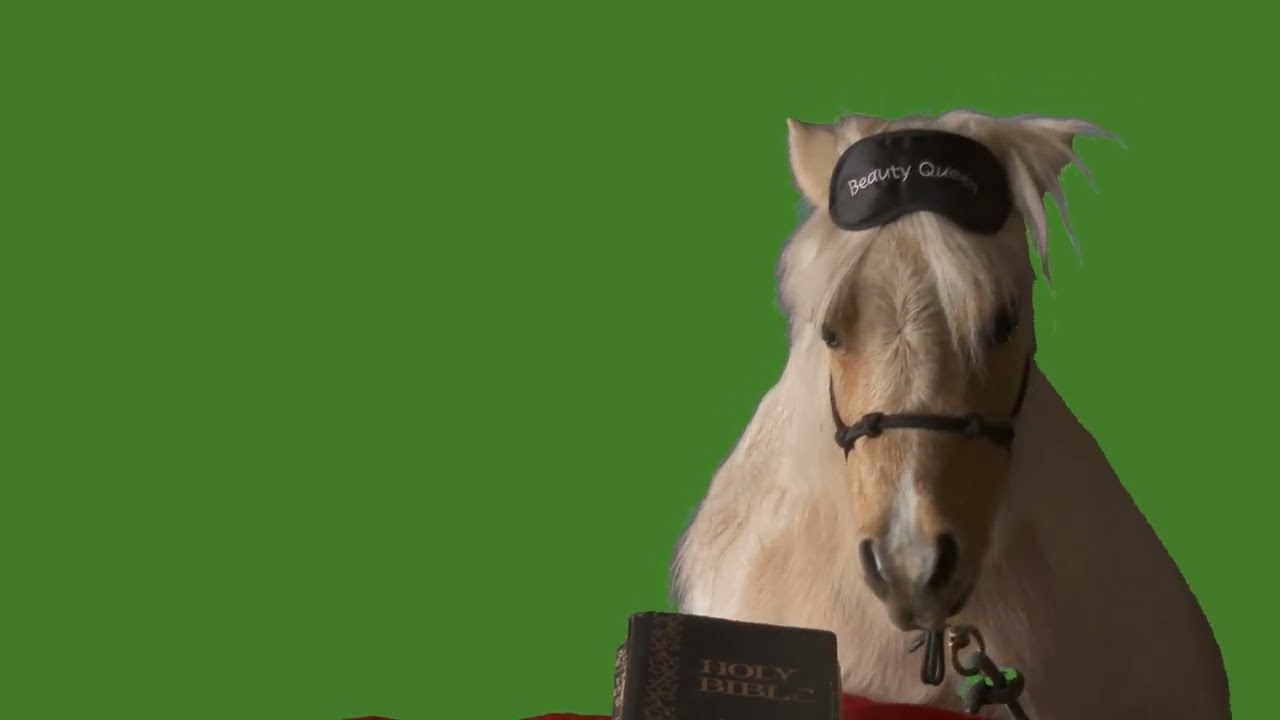 Mini Horse Pony & Bible on Green Screen