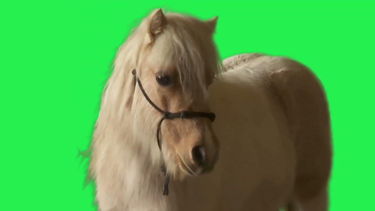 Mini Horse Pony on Green Screen