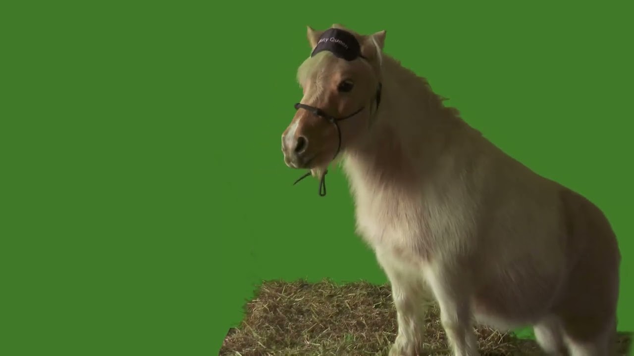 Mini Horse Pony Standing on Hay Bale on Green Screen