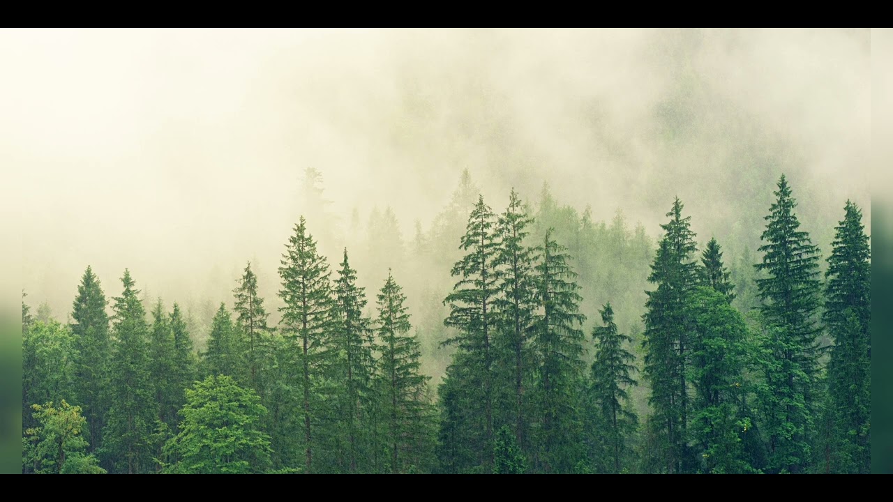 Miracle forest| Ambient music