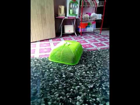 Mistri tudung salji berjalan sendiri