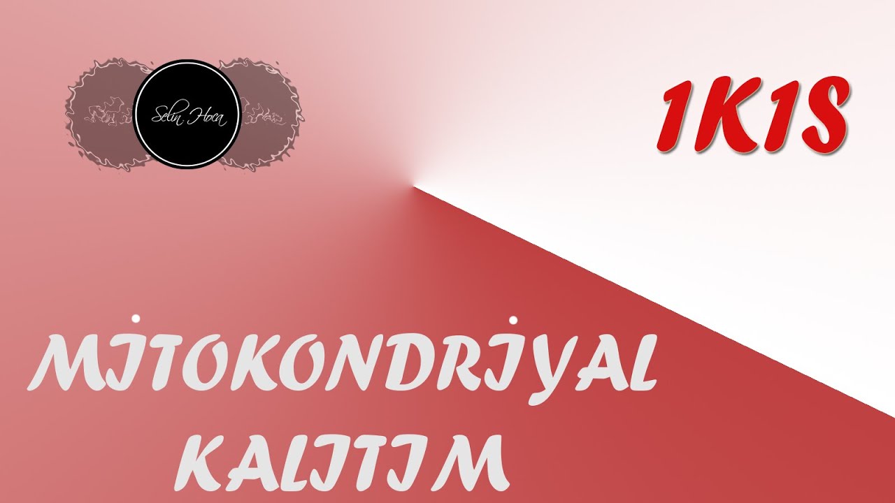 Mitokondriyal Kalıtım - 1K1S